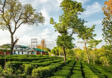 Chandigarh Dharamshala Palampur