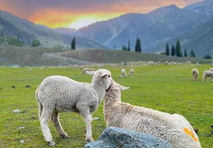 Vaishno Devi, Patnitop Kashmir Tour Package